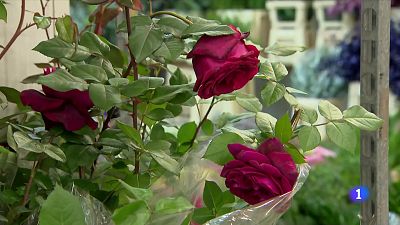 Primer Sant Jordi laborable després de la pandèmia: serà multitudinari i amb més roses venudes