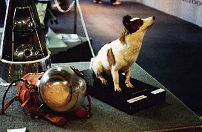 Se cumplen 50 años del vuelo espacial de las perritas Belka y Strelka