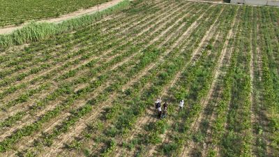 El sector del vino lucha a contrarreloj contra el cambio climático