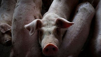 Els productors de porcí de Lleida, confiats amb la guerra d'aranzels Els productors de porcí de Lleida, confiats amb la guerra d'aranzels