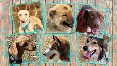 Llavín, Botellín, Bella, Ármoni, Xander y Ster. De izquierda a derecha de arriba a abajo Llavín, Botellín, Bella, Ármoni, Xander y Ster. De izquierda a derecha de arriba a abajo
