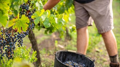 La sequía adelanta la vendimia desde Álava hasta Jerez: "La uva es más pequeña y la producción también"