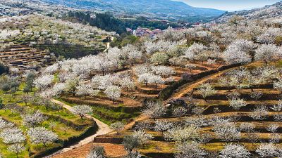 La sequía ahoga a la cereza: hay menos cosecha y el fruto es más pequeño