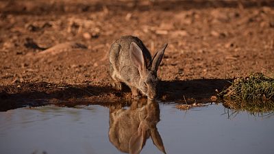 El golpe de la sequía en la fauna silvestre: así afecta a ranas, mariposas, aguiluchos, ciervos y otros animales