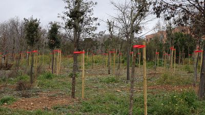 Sequía, plagas y monocultivos: las grandes amenazas de los bosques españoles