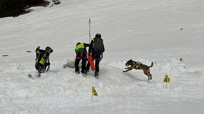 Un equip de rescat format per tres persones i un gos realitza un simulacre en un paisatge de muntanya nevat, amb esquís i senyals de color groc i negre. Un equip de rescat format per tres persones i un gos realitza un simulacre en un paisatge de muntanya nevat, amb esquís i senyals de color groc i negre.