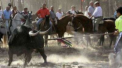 El Supremo ratifica la prohibición de alancear al Toro de la Vega en Tordesillas