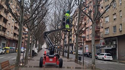 Revisió de l'arbrat del carrer Doctora Castells, a Lleida, per garantir la seguretat de la Rua de Carnaval | ACN