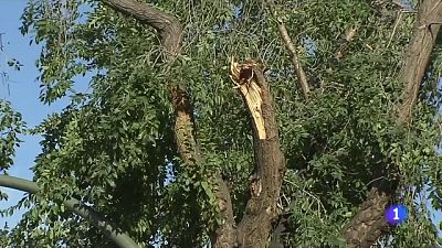 Dia de neteja i balanç a Vilafranca: arbres caiguts, carrers impracticables Dia de neteja i balanç a Vilafranca: arbres caiguts, carrers impracticables