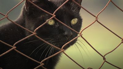 Imatge d'un gat negre Imatge d'un gat negre