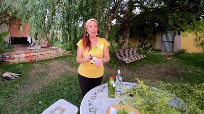 Tintura d'artemisia - Va de Verd - Va de verd | Veure