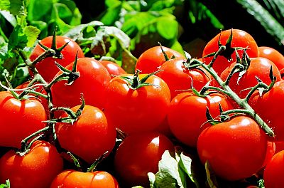 ¡No tires los tomates maduros! Aprende a darles una segunda vida