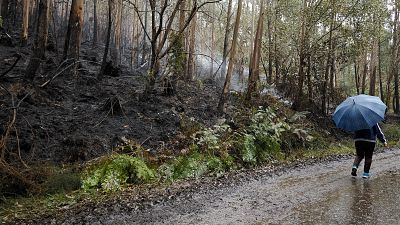 Monte quemado en Celeiro de Mariñaos en Barreiros, en la mariña de Lugo, en 2025 Monte quemado en Celeiro de Mariñaos en Barreiros, en la mariña de Lugo, en 2025