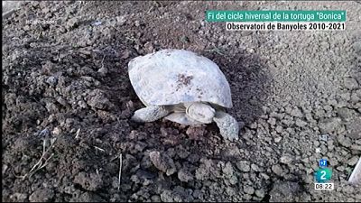 La tortuga "Bonica" de Banyoles acaba el seu cicle d'hibernació