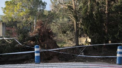 Un arbre caigut pel temporal de vent a Mont-roig del Camp