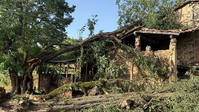 Imatge on es veu l'arbre a sobre del porxo de la masia de Batet de la Serra Imatge on es veu l'arbre a sobre del porxo de la masia de Batet de la Serra