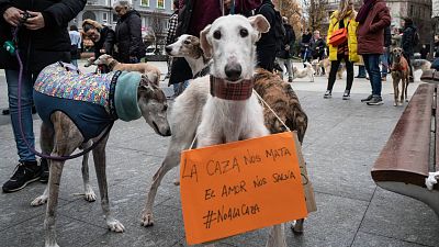 Unidas Podemos presiona para reincorporar a los perros de caza en la ley de bienestar animal