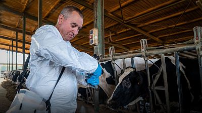 Imatge de la vacunació contra la dermatosi en una granja Imatge de la vacunació contra la dermatosi en una granja