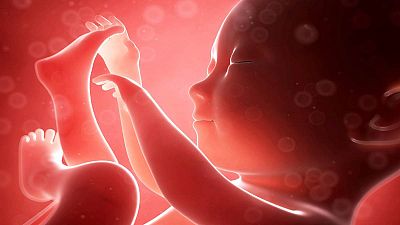 Científicos descubren un nuevo avance en el conocimiento del desarrollo de los embriones de mamíferos