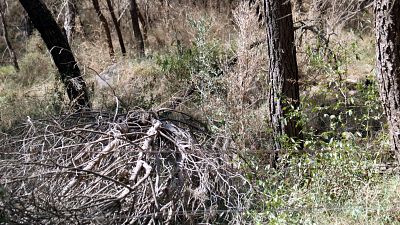 Acumulació de branques seques i vegetació densa en un entorn boscos. La llum solar crea contrastos. Acumulació de branques seques i vegetació densa en un entorn boscos. La llum solar crea contrastos.
