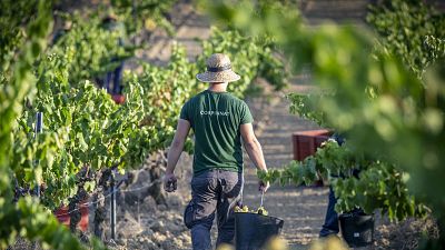 Treballador amb barret de paja i samarreta "CORPINNAT" recull raïms en un viñedo sota sol intens. Sosté tisores i un cubell ple de fruita. Treballador amb barret de paja i samarreta "CORPINNAT" recull raïms en un viñedo sota sol intens. Sosté tisores i un cubell ple de fruita.