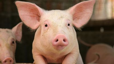 Cerdos para xenotrasplantes.