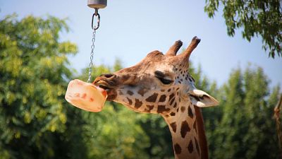 La girafa Nakuru menjant fruita congelada al Zoo de Barcelona La girafa Nakuru menjant fruita congelada al Zoo de Barcelona