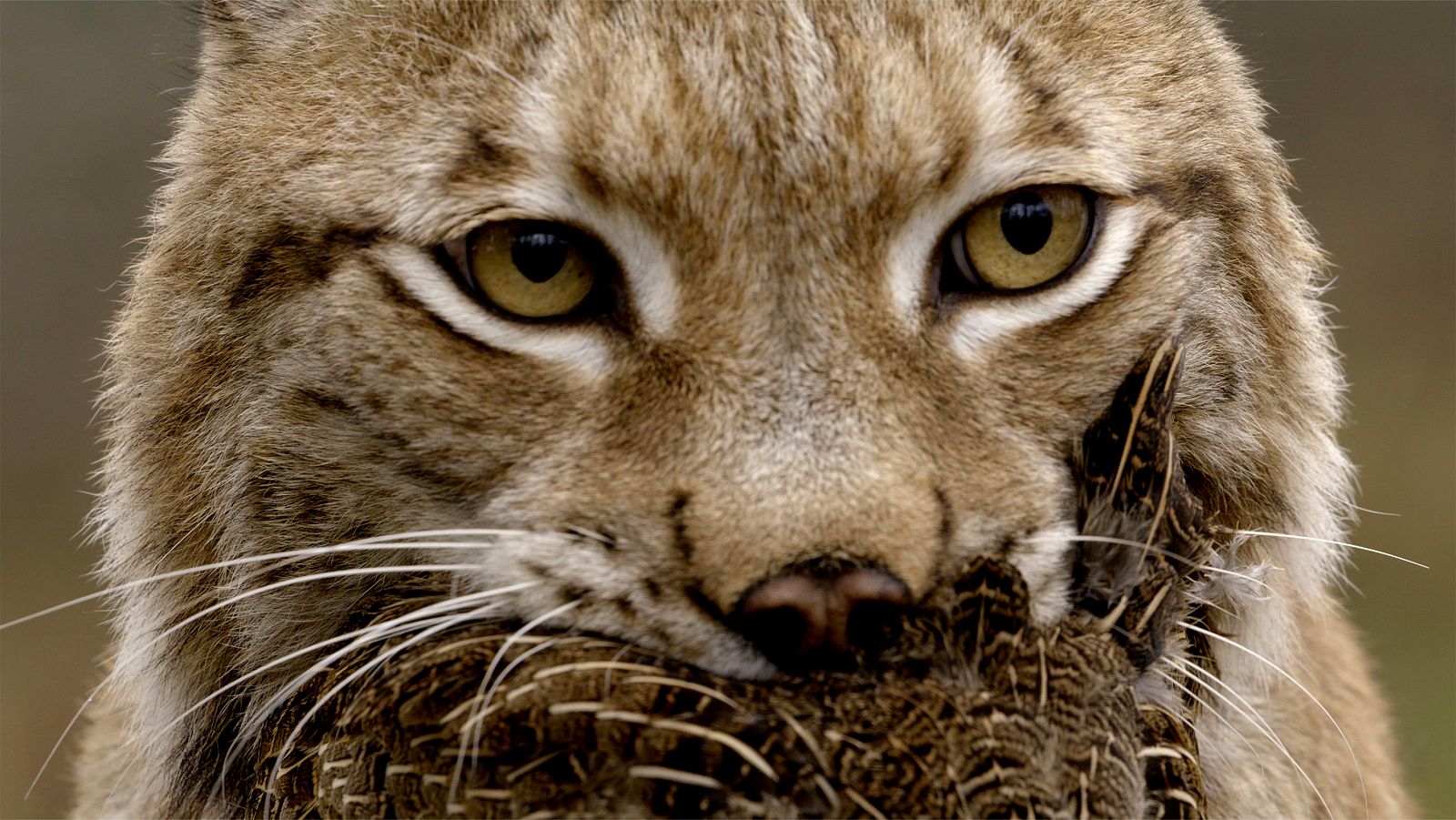 Una banda muy salvaje - Episodio 3: Mafias y bandas - ver ahora