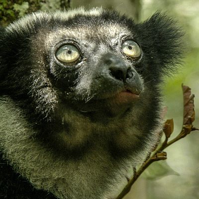 Maravillas salvajes de Madagascar