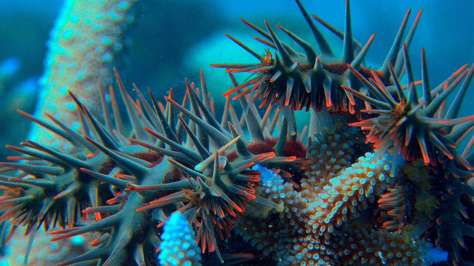 El Pacífico más salvaje - Episodio 2: Islas - ver ahora