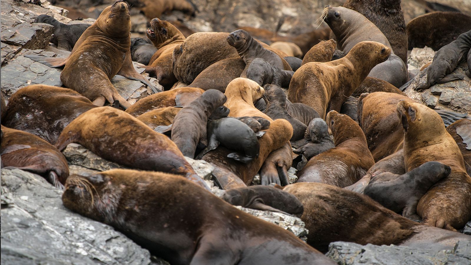La corriente de Humboldt - Episodio 3 - El final del camino - ver ahora