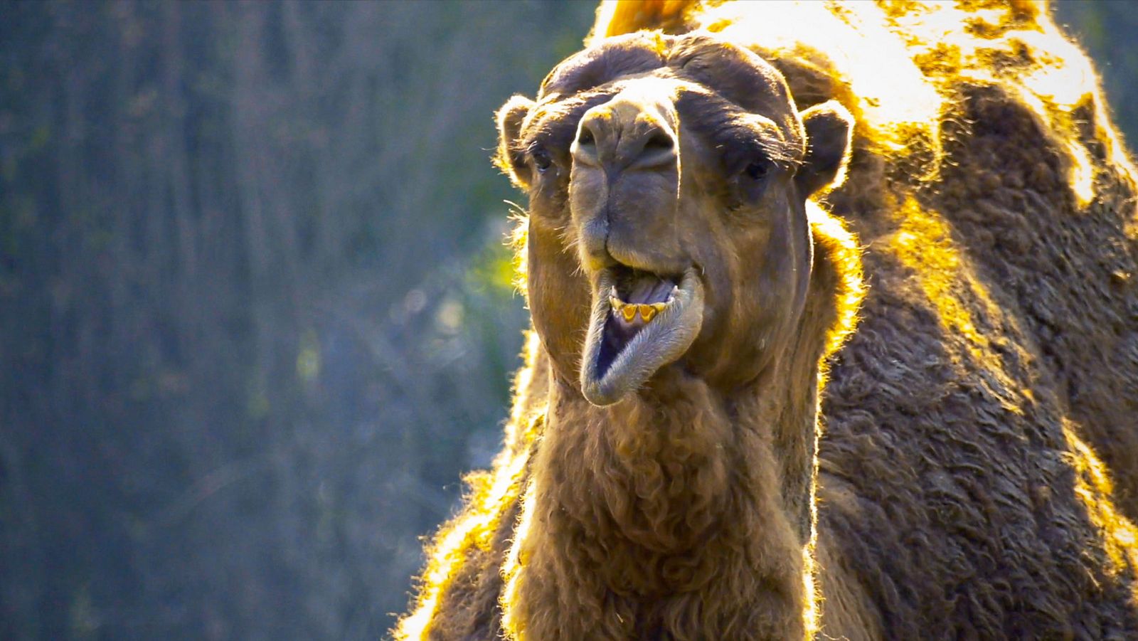 Gigantes y salvajes - Episodio 4: Gigantes en tierras altas - Gigantes y salvajes | Ver