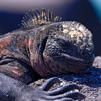 Ecuador en la cima de la diversidad