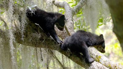 Ecuador en la cima de la diversidad