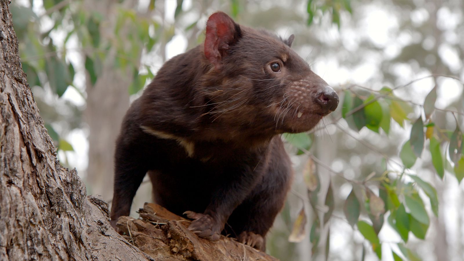La vida secreta del demonio de Tasmania - Episodio 2: Los diablillos - ver ahora