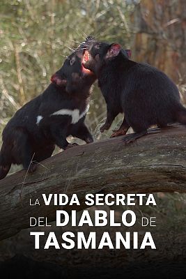 La vida secreta del demonio de Tasmania