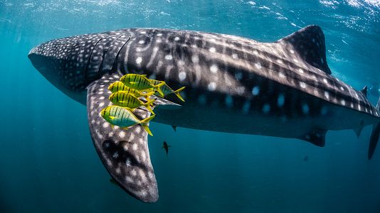 Ningaloo. La maravilla del océano de Australia