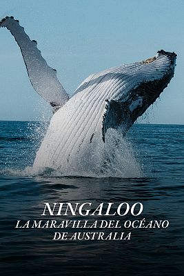 Ningaloo. La maravilla del océano de Australia