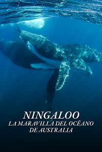 Ningaloo. La maravilla del océano de Australia