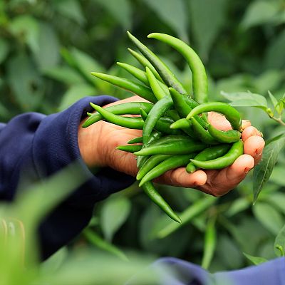 Maestros de los sabores