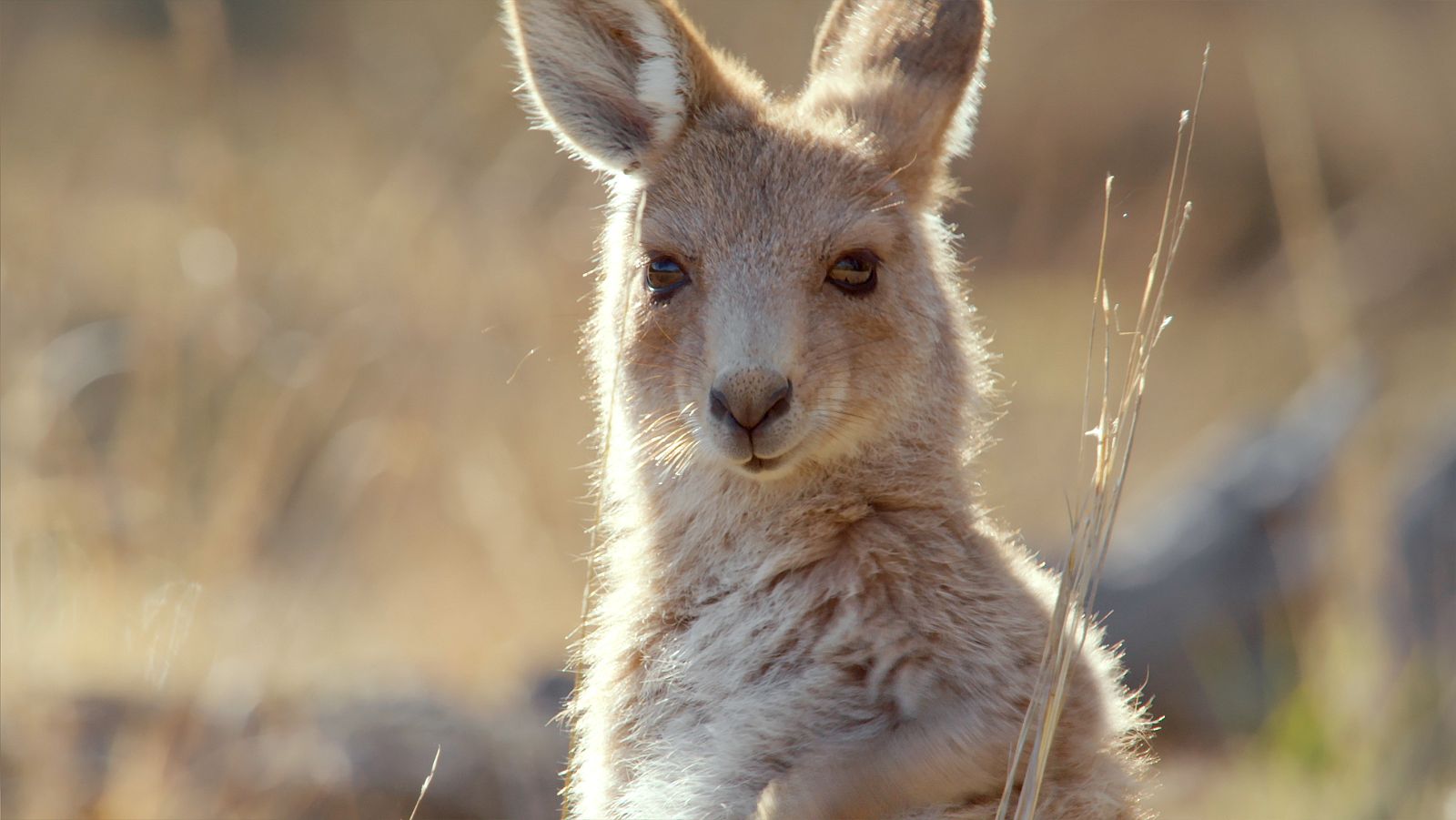 La vida secreta de los canguros - Episodio 3: La vida de un macho - ver ahora
