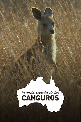 La vida secreta de los canguros