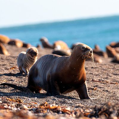 Los recién llegados de la naturaleza