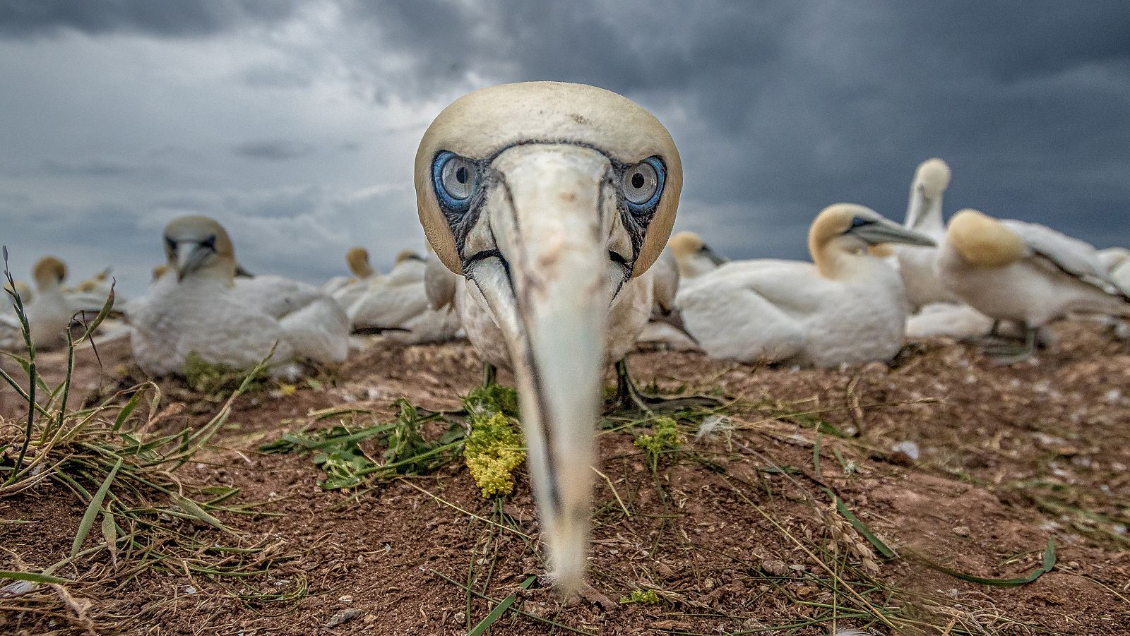 Mares en movimiento - Episodio 1: Las maravillas del mar del norte - Mares en movimiento | Ver