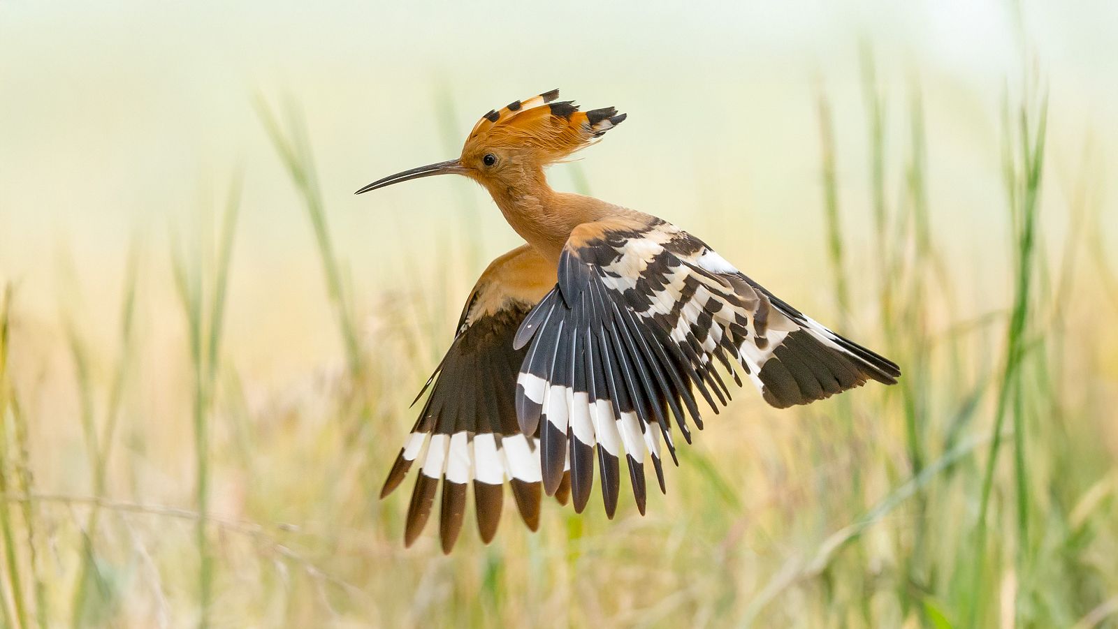 Belleza septentrional - Episodio 3: Aguas superficiales. Donde siempre regresa la naturaleza - ver ahora