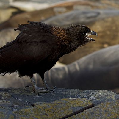 Rapaces. Un puño de dagas