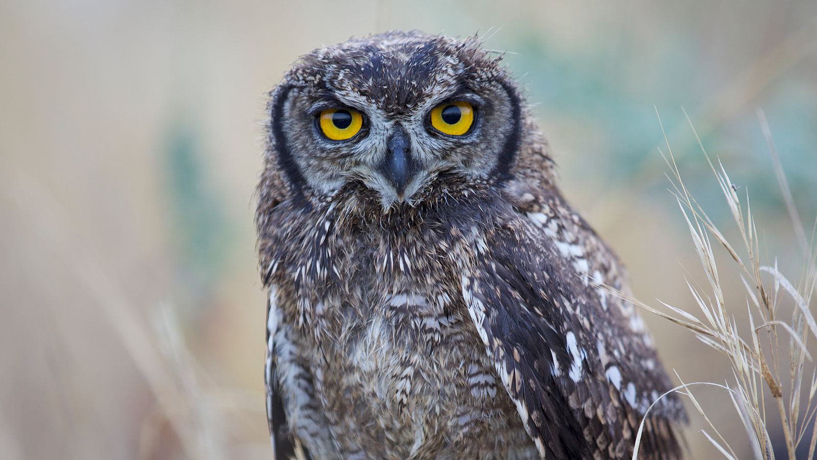 Rapaces. Un puño de dagas - Episodio 2: Vidas extremas - ver ahora