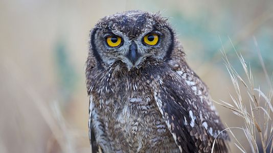 Rapaces. Un puño de dagas