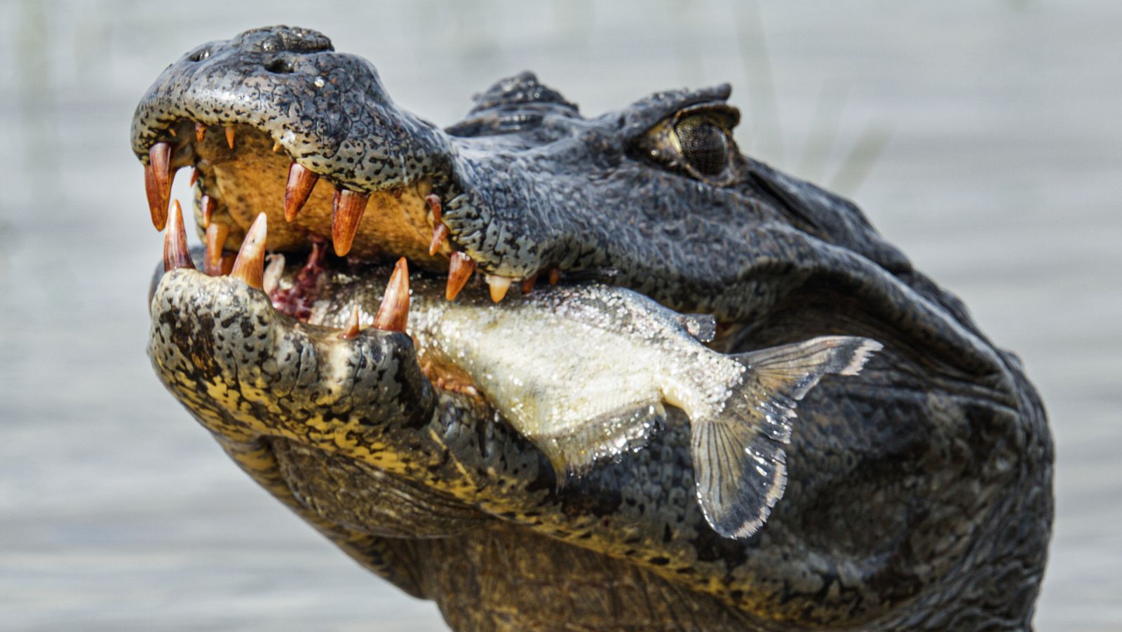 Argentina indómita - Episodio 3: Tierra de agua - ver ahora