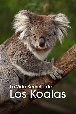 La vida secreta de los koalas